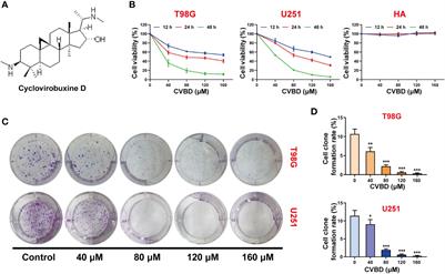 Cyclovirobuxine D Induces Apoptosis and Mitochondrial Damage in Glioblastoma Cells Through ROS-Mediated Mitochondrial Translocation of Cofilin